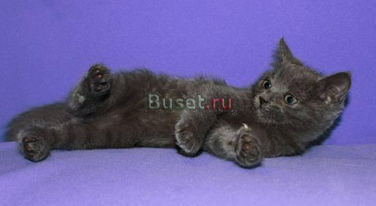 Голубой котенок в добрые  руки Москва
