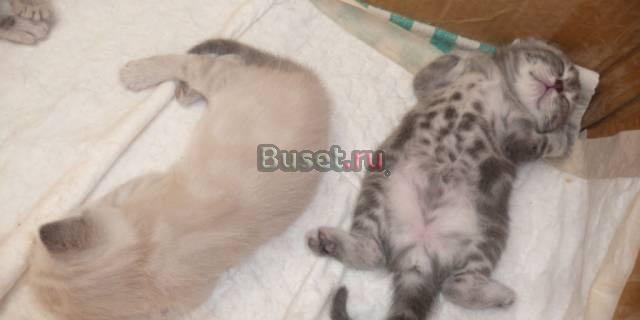 Британские котята недорого Пенза