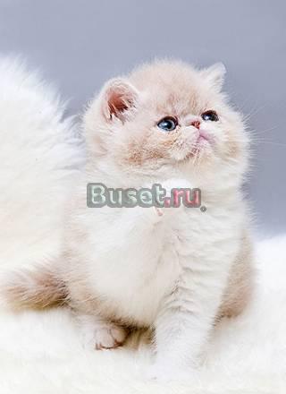 Персидские и экзотические к/ш котята Санкт-Петербург