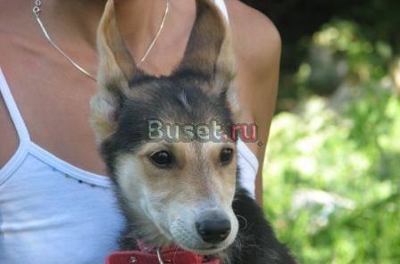 Забавный щенок Чипсик ищет дом Москва