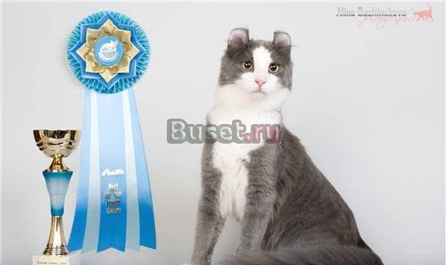 Американский кёрл котята Москва