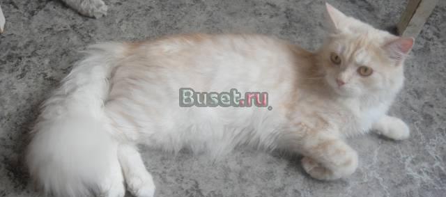 Продам кота в Перми Пермь