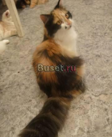 Продам кошку в Перми Пермь