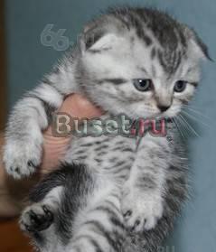 Шотландские очаровашки Екатеринбург