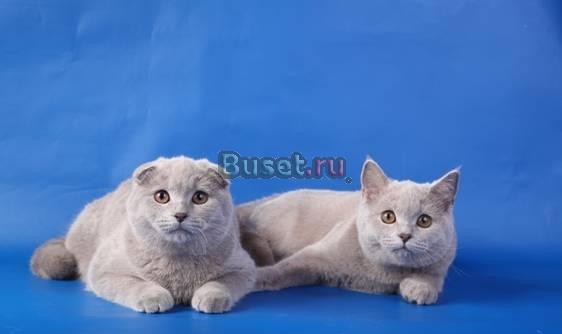 Шотландская короткошерстная Москва