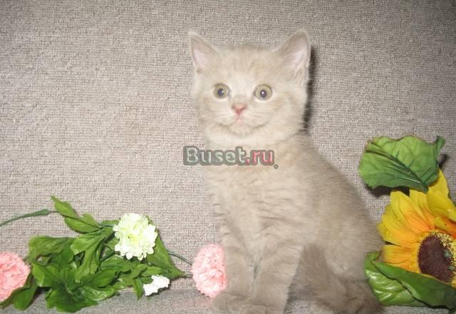 Шотландские котятаСтрайты,плюшевое счастье Москва