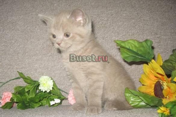 Шотландские котятаСтрайты Москва