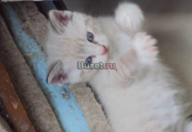 Отдам в хорошие руки котенка от тайской кошки Санкт-Петербург