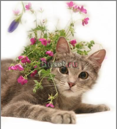 Кошечка муарового окраса в добрые руки Санкт-Петербург