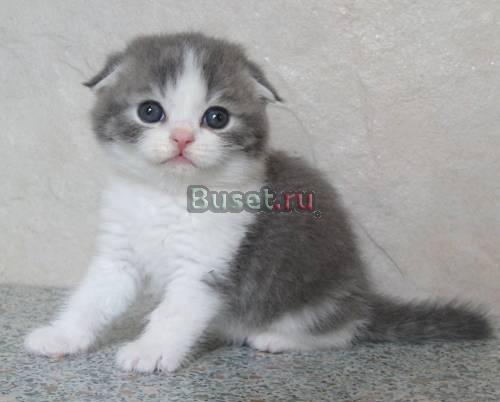 Шотландские вислоухие и прямоухие котята,кш и дш Калининград