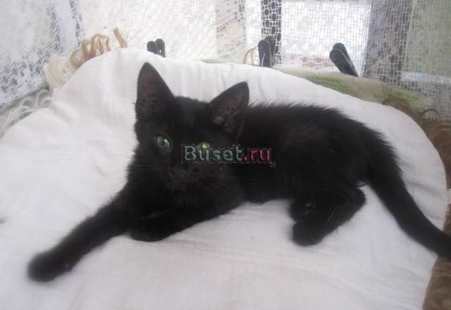 Котенок черный гладкошерстный с зелеными глазами Уфа