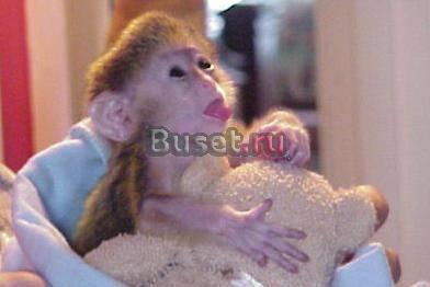 Близнецов Капуцинов Monkeys Для Утверждение Москва