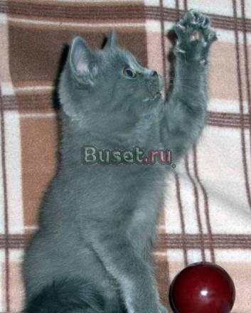 Клубные британцы шоу класса Москва