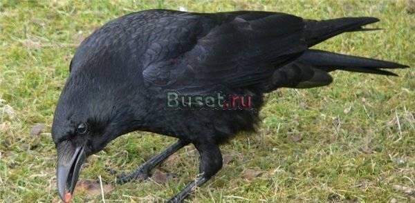 Птенцы Чёрного ворона ( Ворон ) Москва