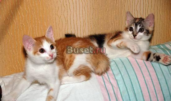 Котята курильскго бобтейла питомник"Soya Untara" Волгоград