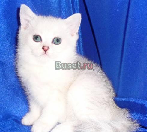 Элитные британские котята . Серебряная шиншилла Санкт-Петербург