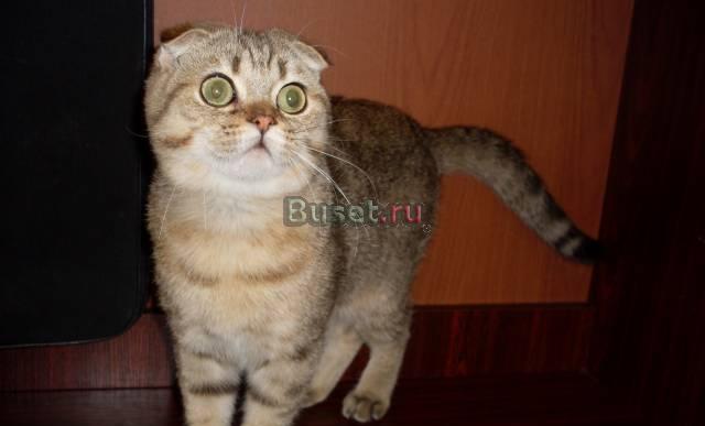 Скоттиш-фолд котик Санкт-Петербург