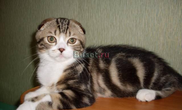 Шотландский вислоухий котик Санкт-Петербург