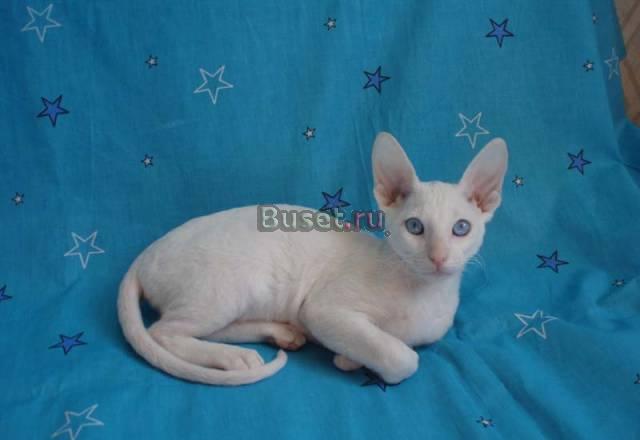 Кудрявая кошечка Новосибирск