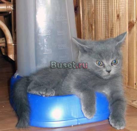 Клубные, настоящие, породистые котята Москва
