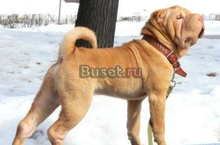 Кобель для вязки Ульяновск