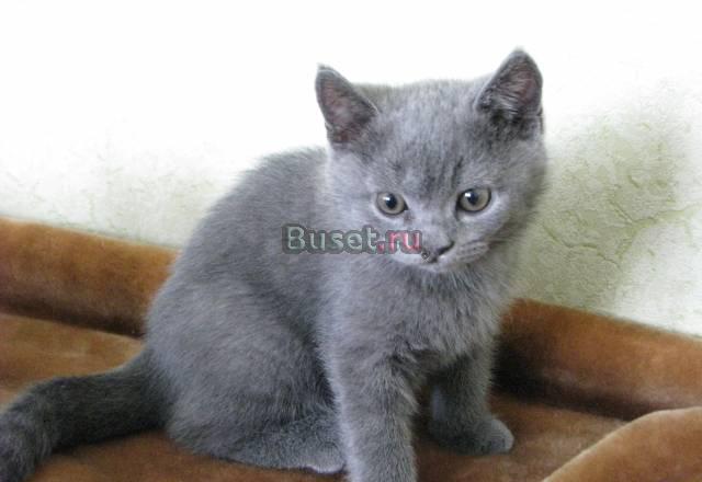 Продается чистокровный британский котенок 2,5 мес Москва