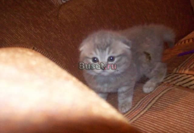 Британские котята Москва