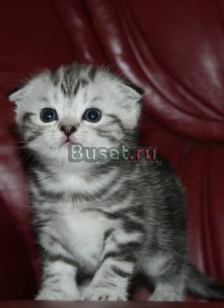 Шотландские Вислоухие  котята шоу класса,вискас Москва