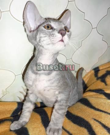Котенок донского сфинкса Санкт-Петербург