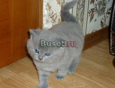 Продам элитных котят Британской породы Москва