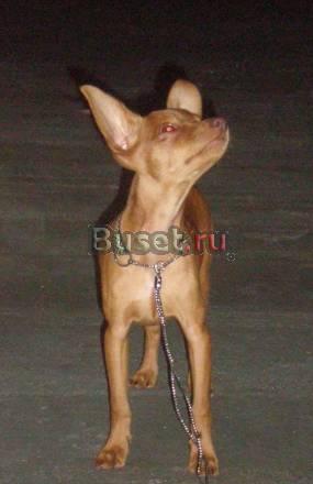 Щенок Русского тоя Самара