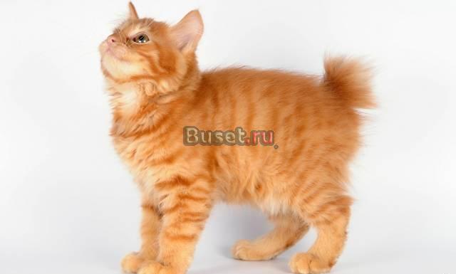 Курильский бобтейл.Котята шоу-класса из питомника Новосибирск