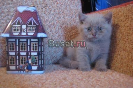 Британский лиловый котёнок Санкт-Петербург