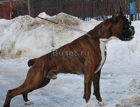 Боксера щенки Москва