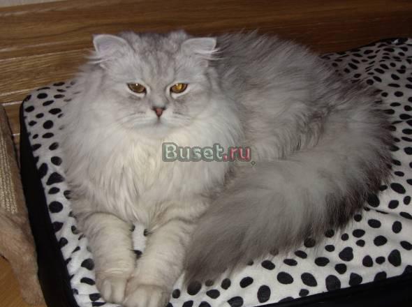 Ищем котика для вязки Москва