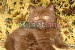 Британский шоколадный молочный котик шоу класса Москва