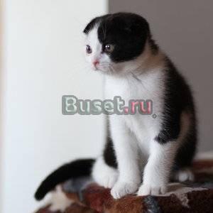 Шотландские котята Москва