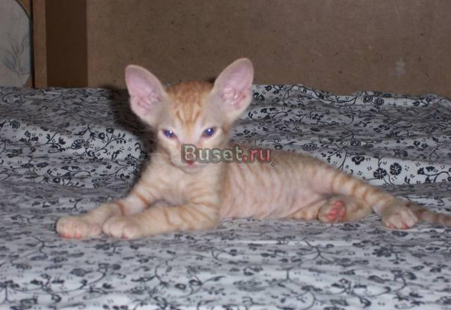 Котенок Донского Сфинкса Казань