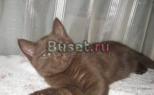 Продается шоколадный котенок скоттиш страйт Москва