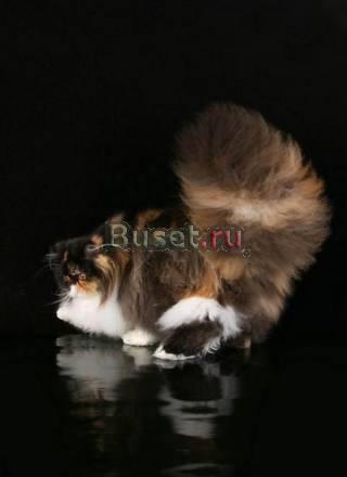 Персидские котята из Хохломы Саратов