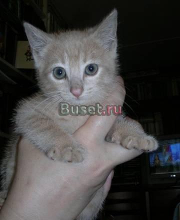 Шикарный персиковый котенок 2 мес Санкт-Петербург