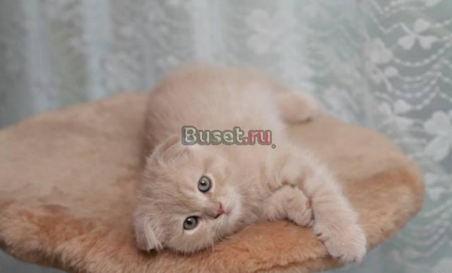 Котята скотиш-фолд Екатеринбург