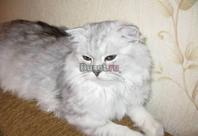 Ищем котика для вязки Москва