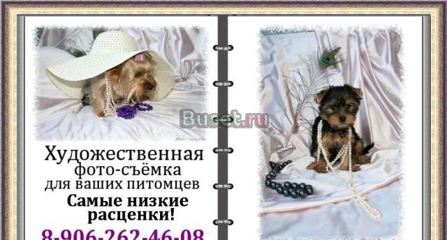 Портфолио для вашего питомца Санкт-Петербург