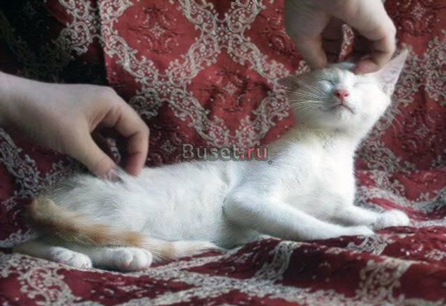 Ваш личный Амур  котенок в дар Москва