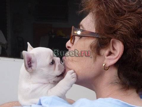 Magnificent французский бульдог щенки для продажи Москва