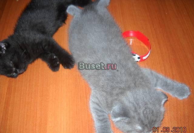 Вислоухие малышки котики-продажа Москва