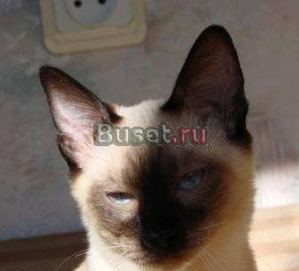 Тайские котята Санкт-Петербург