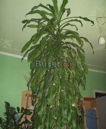 Драцена Анапа