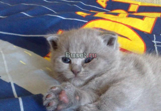 Британские котята Воскресенск